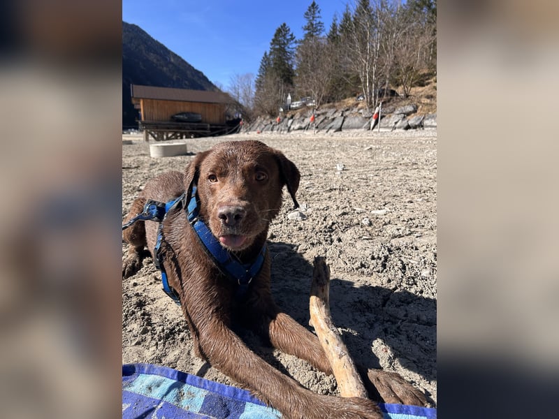 Liebenswerter Labrador-Rüde sucht neues Zuhause