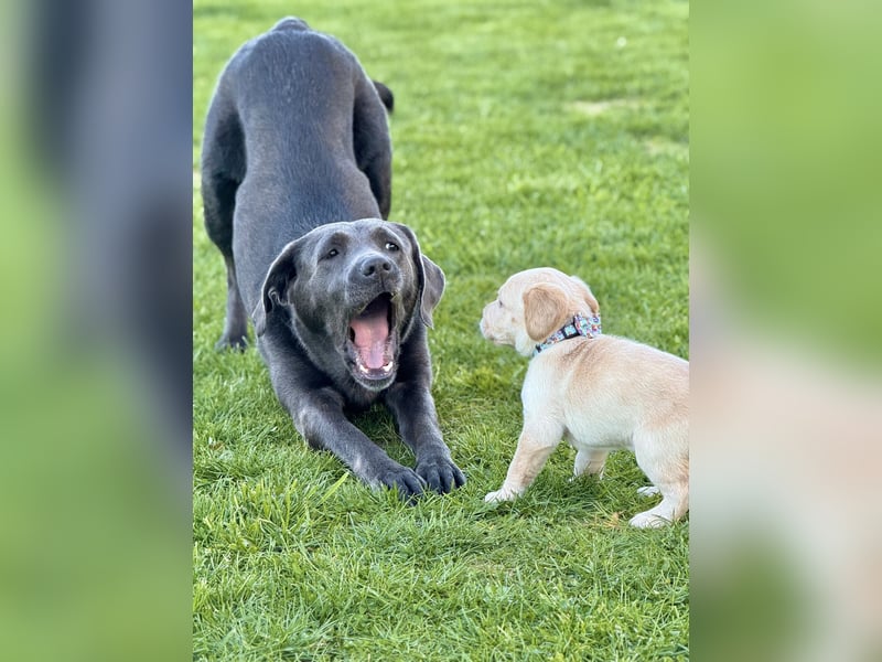 Labrador Welpen Arbeitslinie Silber Weiß Rüde Düsseldorf NRW Kleinanzeige