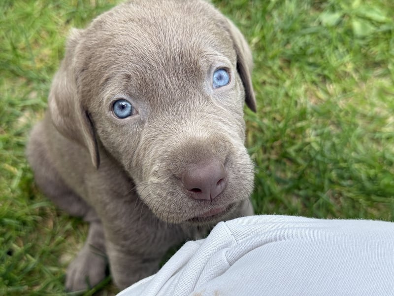 Labrador Welpen Arbeitslinie Silber Weiß Rüde Düsseldorf NRW Kleinanzeige