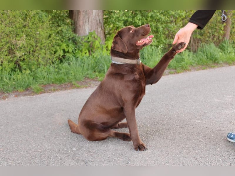 Labrador Welpen