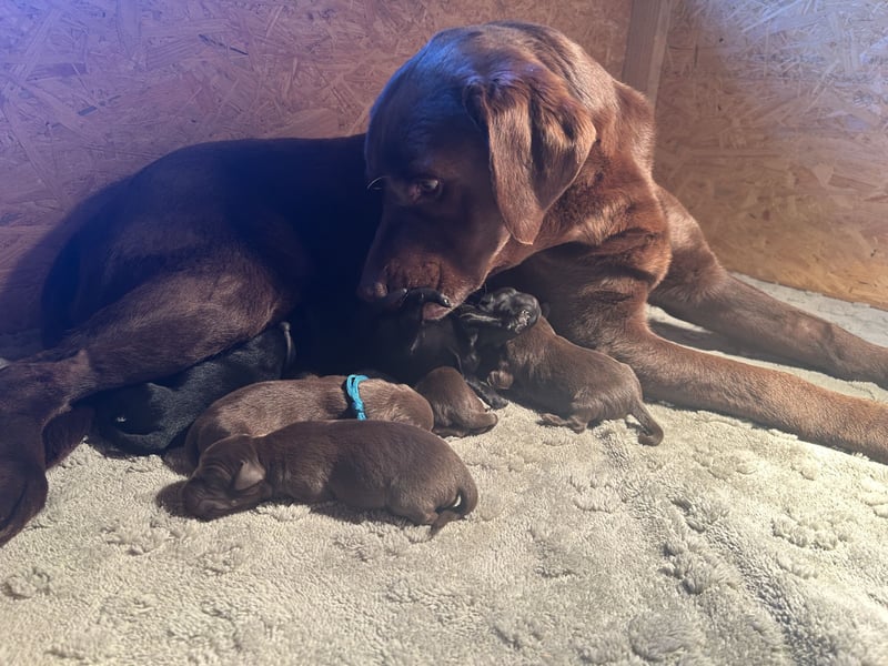 Labrador Welpen