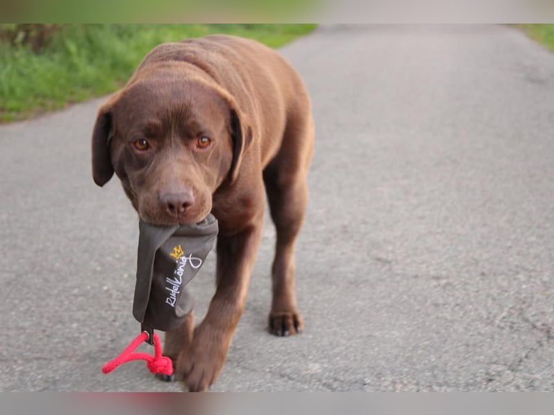 Labrador Welpen