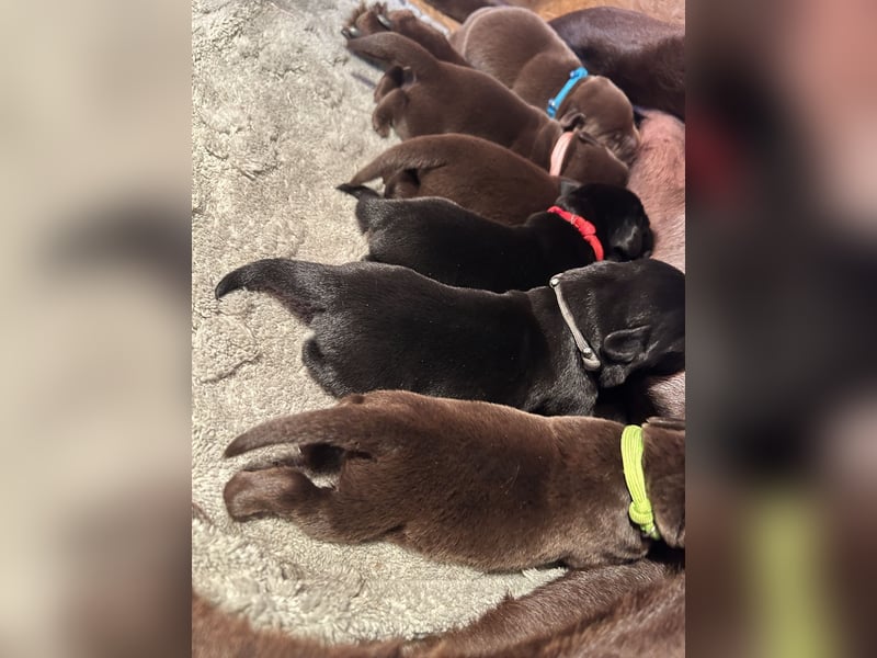 Labrador Welpen