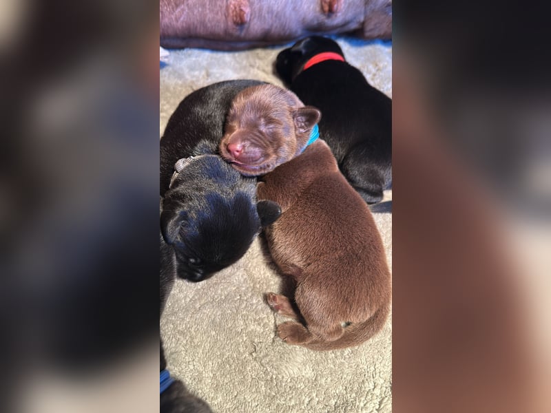 Labrador Welpen