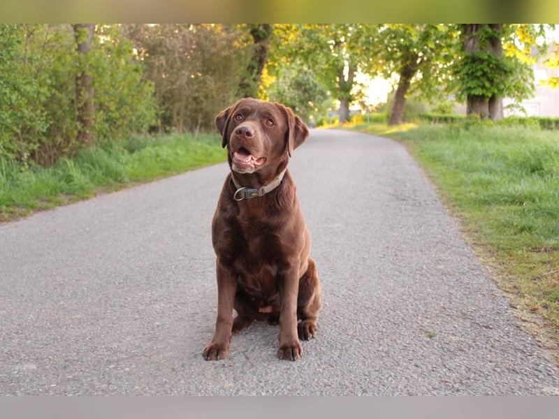 Labrador Welpen