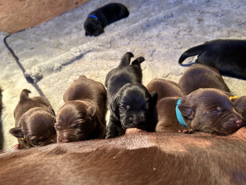 Labrador Welpen