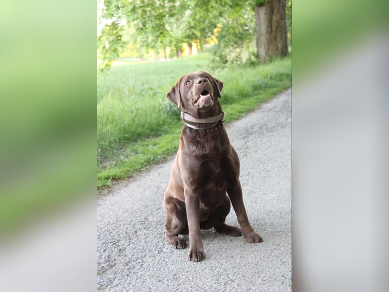 Labrador Welpen