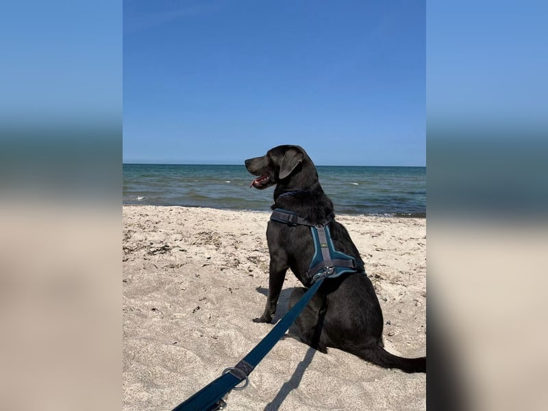 Labrador Welpen