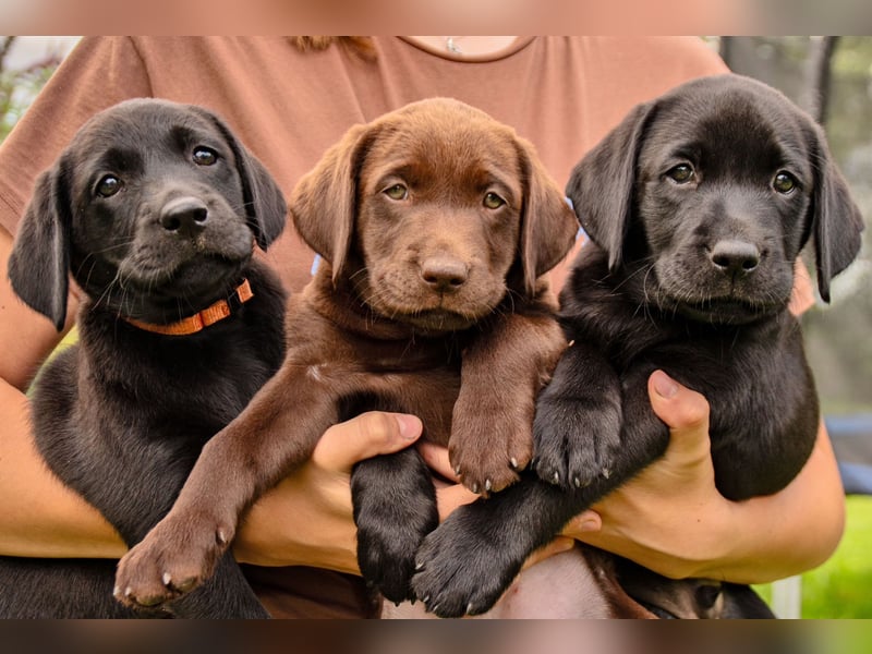 Labrador Welpen