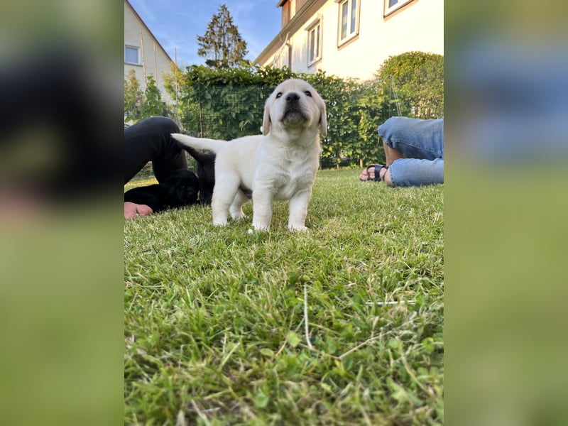 Labrador Welpen