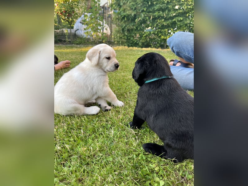 Labrador Welpen
