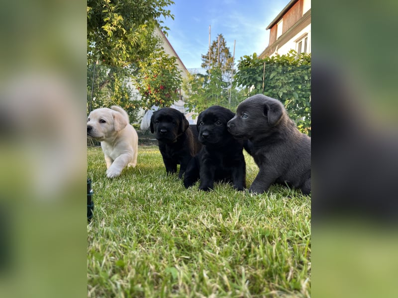 Labrador Welpen