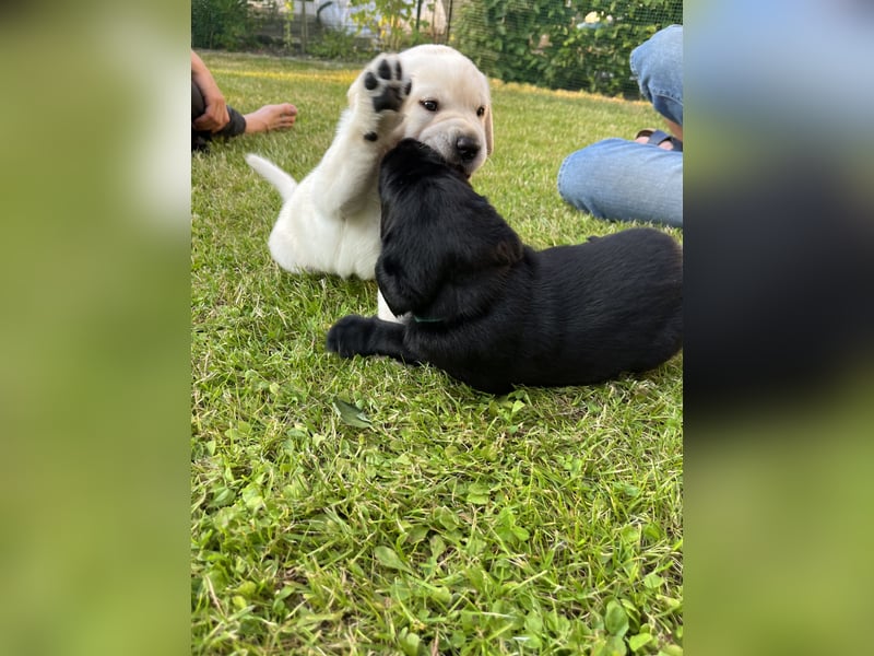 Labrador Welpen