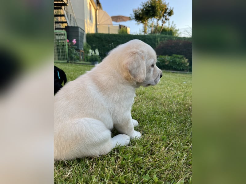 Labrador Welpen