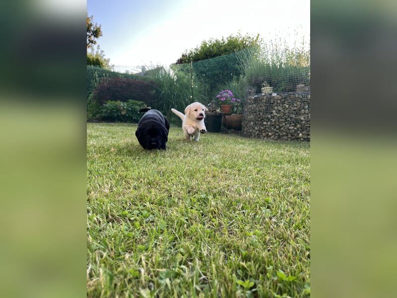 Labrador Welpen