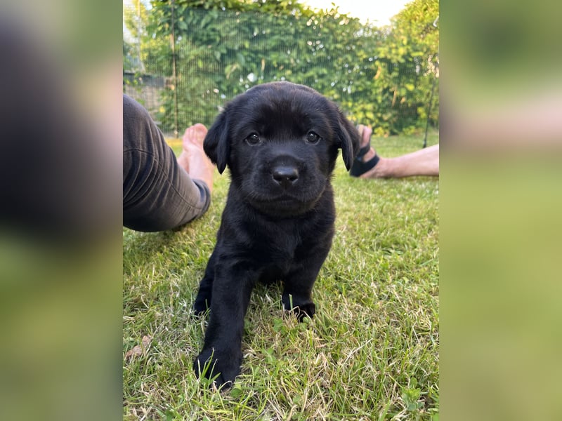 Labrador Welpen