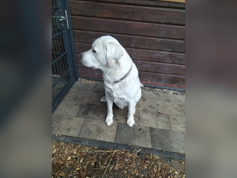 Labrador Retriever mit Ahnenpass,USA Linie.Hausaufzucht