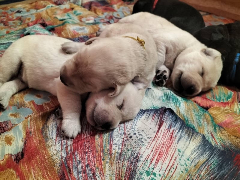Labrador Retriever mit Ahnenpass,USA Linie.Hausaufzucht