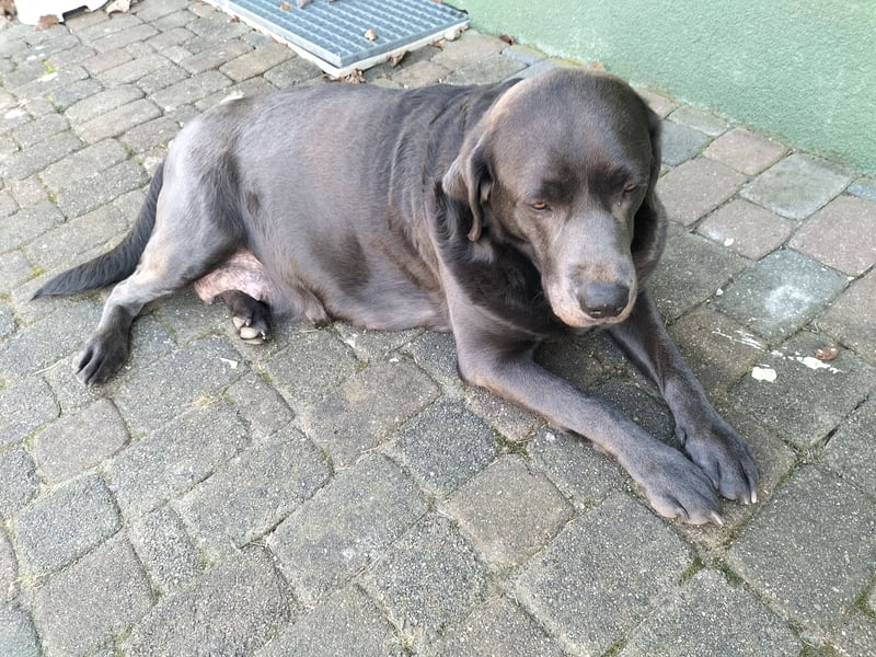 Labrador Retriever mit Ahnenpass,USA Linie.Hausaufzucht