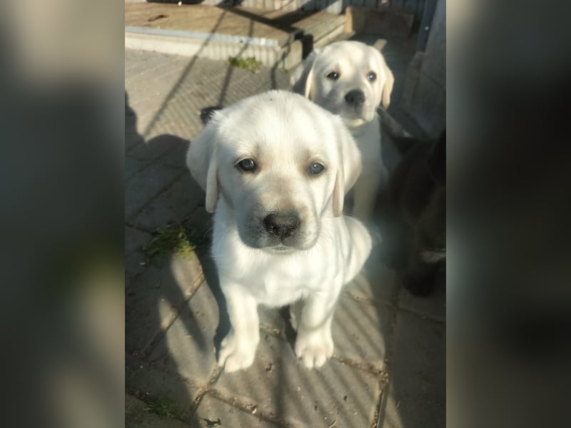 Labrador Retriever mit Ahnenpass,USA Linie.Hausaufzucht
