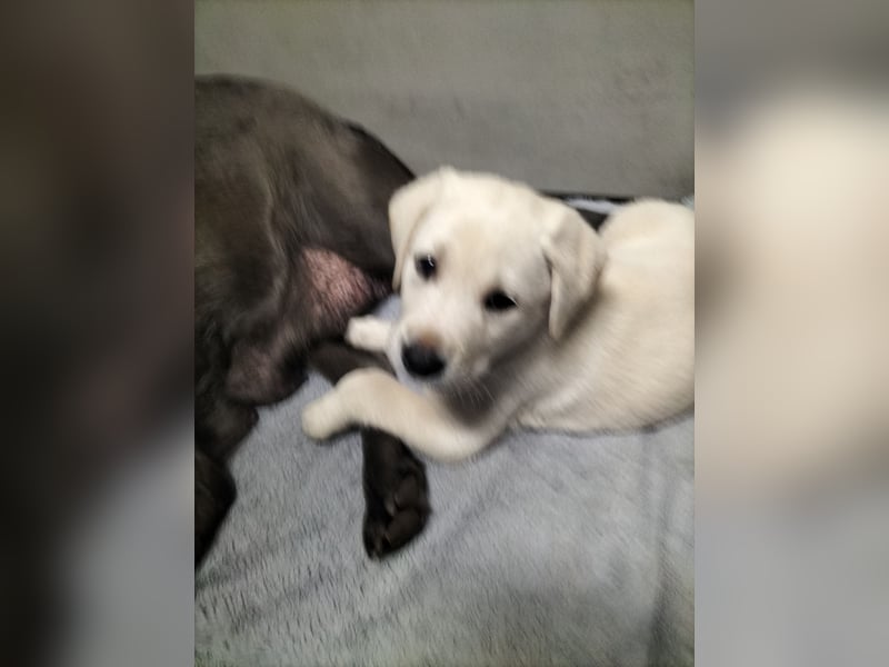 Labrador Retriever mit Ahnenpass,USA Linie.Hausaufzucht