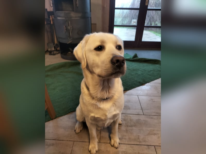 Labrador Retriever mit Ahnenpass,USA Linie.Hausaufzucht
