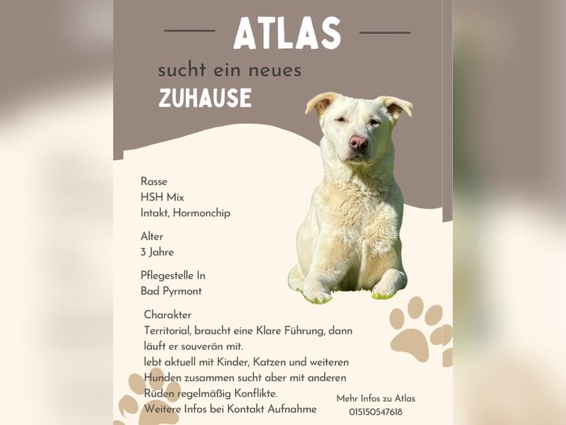 Atlas herdenschutzhund Mix sucht seine Familie