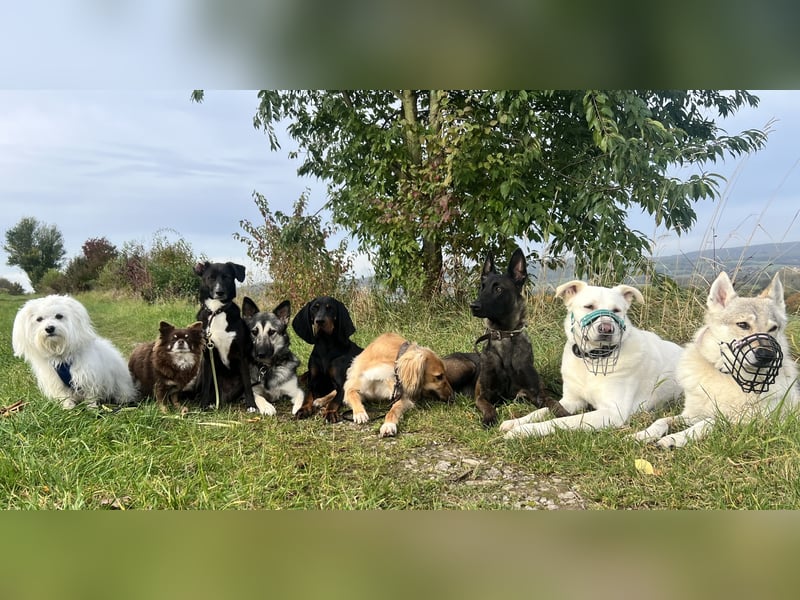 Atlas herdenschutzhund Mix sucht seine Familie