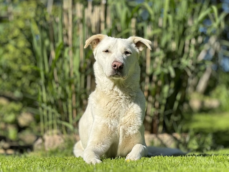 Atlas herdenschutzhund Mix sucht seine Familie