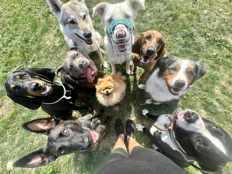 Atlas herdenschutzhund Mix sucht seine Familie
