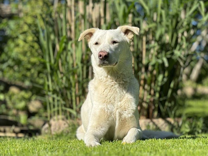 Atlas herdenschutzhund Mix sucht seine Familie