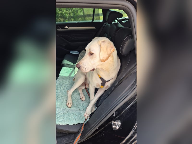 Wayne: Familienhund und treuer Begleiter