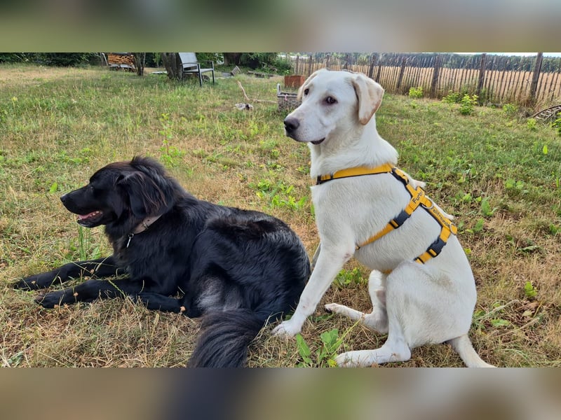 Wayne: Familienhund und treuer Begleiter