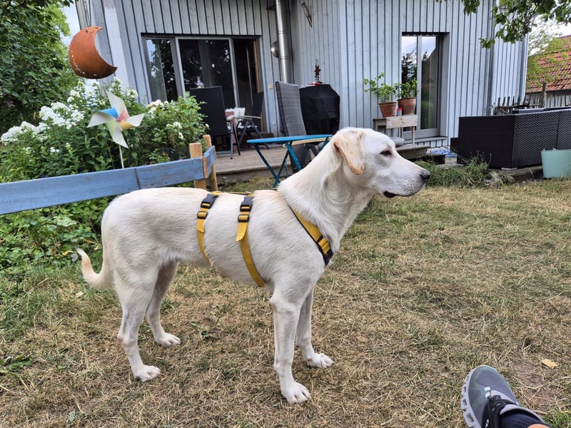 Wayne: Familienhund und treuer Begleiter