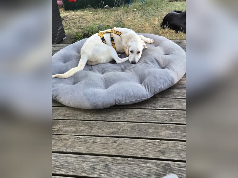 Wayne: Familienhund und treuer Begleiter