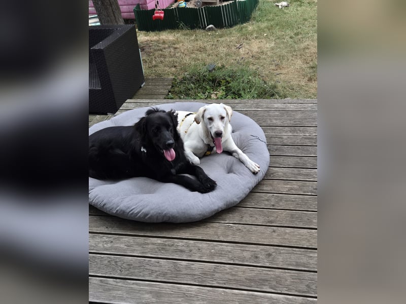 Wayne: Familienhund und treuer Begleiter