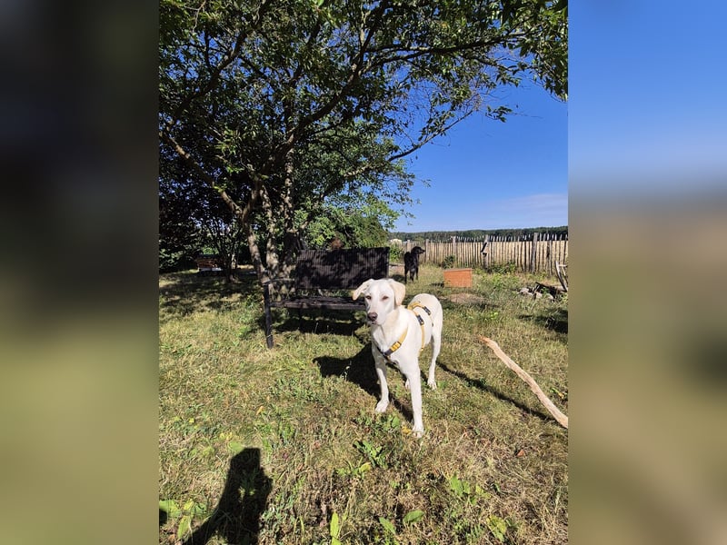 Wayne: Familienhund und treuer Begleiter