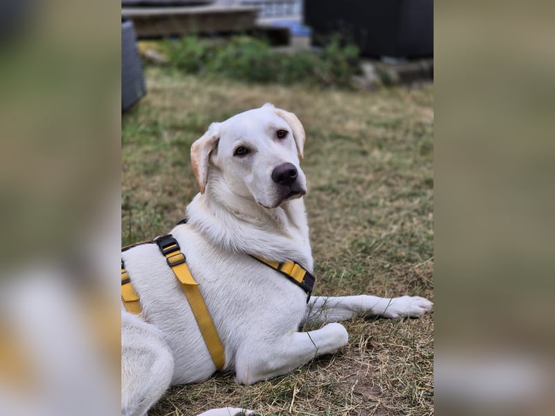 Wayne: Familienhund und treuer Begleiter