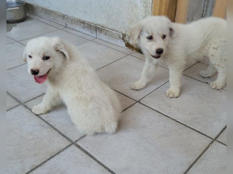 Welpe ♥Lorenz♥ der kleine Charmeur