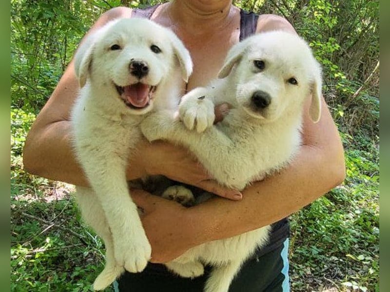 Welpe ♥Lorenz♥ der kleine Charmeur