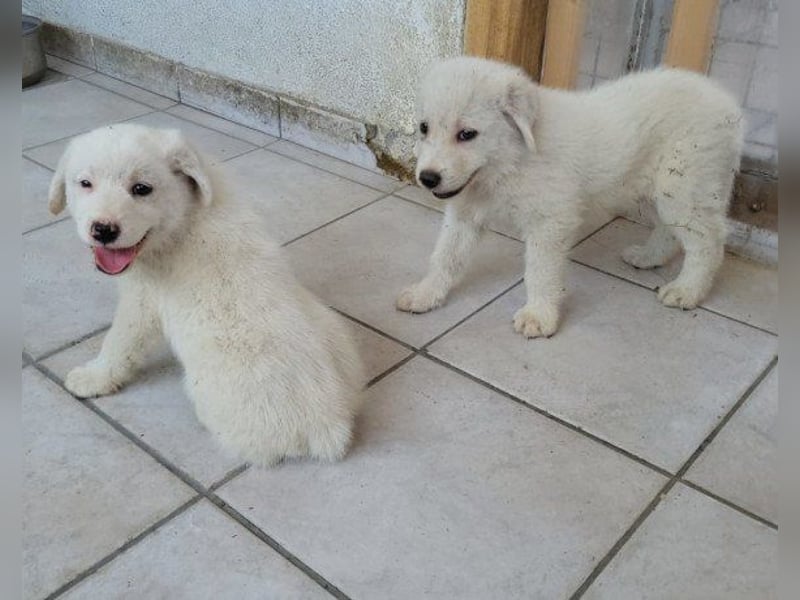 Welpe ♥Lorenz♥ der kleine Charmeur