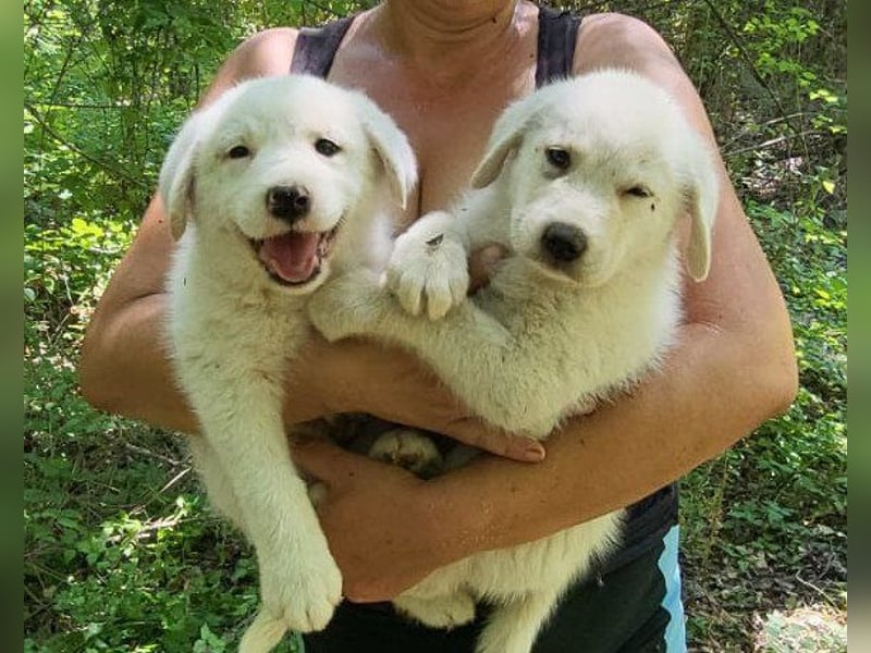 Welpe ♥Lorenz♥ der kleine Charmeur