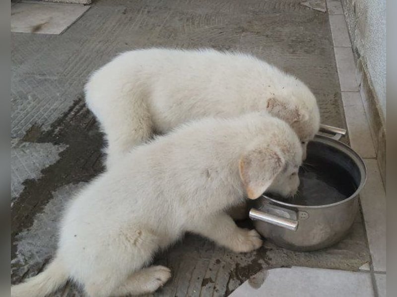 Welpe ♥Taavi♥ kleiner Kuschel-Eisbär