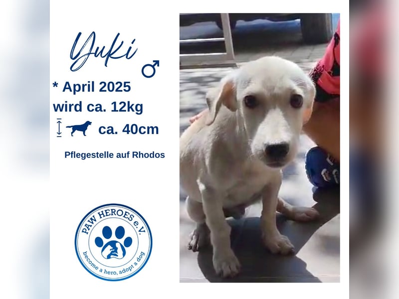 Kleine Schneemaus YUKI (August 2025) sucht eine Familie!