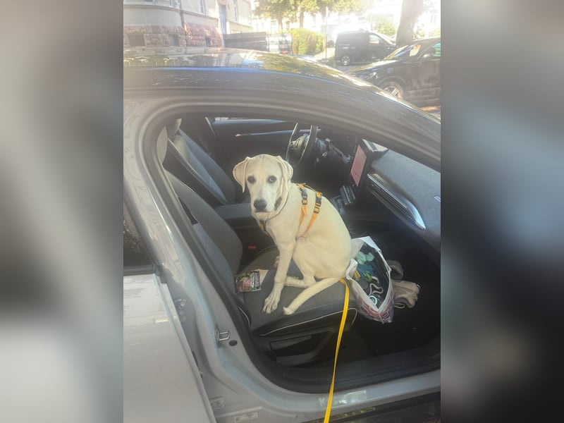Yoda: liebt spielen, schmusen, Auto fahren
