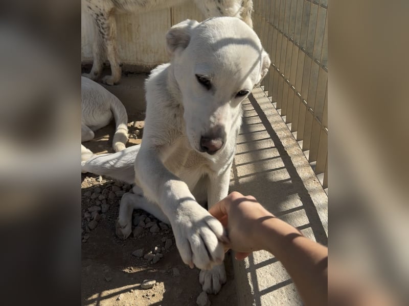 Wayne: er wäre gerne ein Familienhund