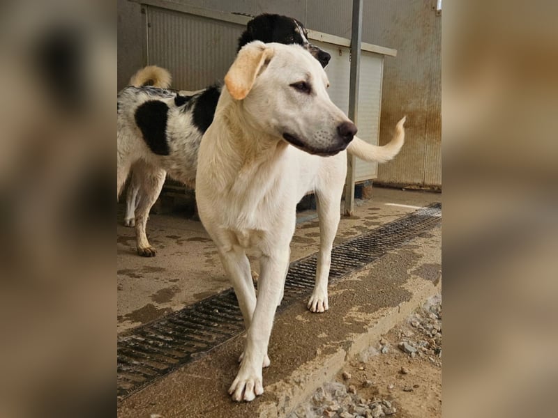 Wayne: Familienhund und treuer Begleiter