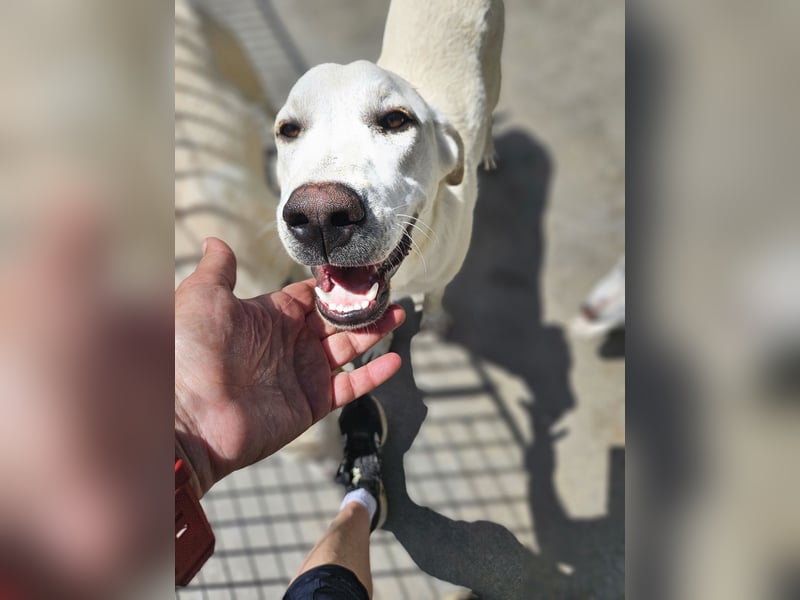 Wayne: Familienhund und treuer Begleiter