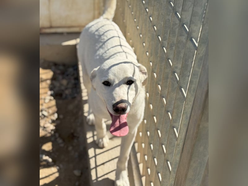Wayne: er wäre gerne ein Familienhund