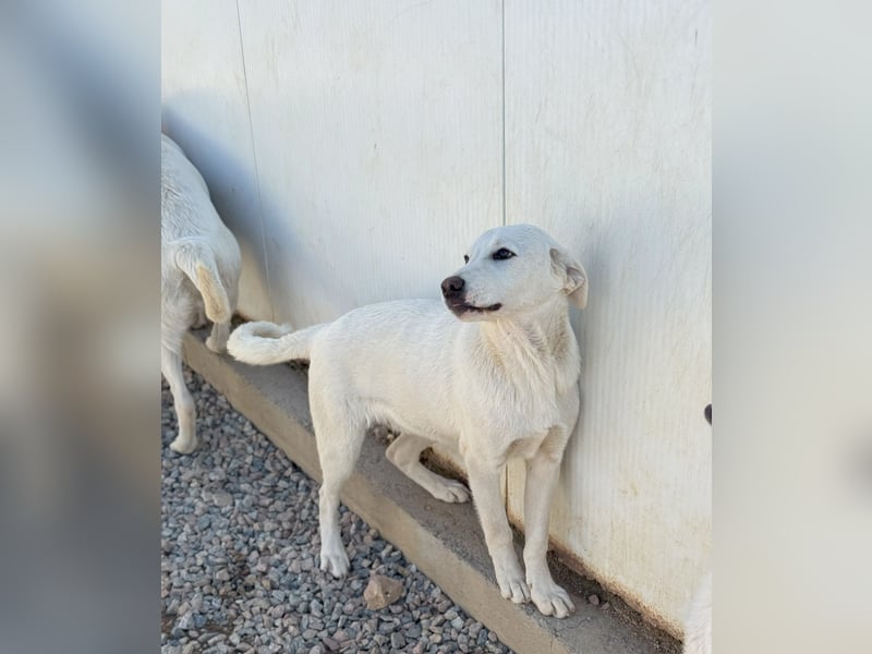 Wayne: er wäre gerne ein Familienhund